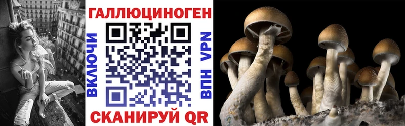 Купить где Чебоксары Галлюциногенные грибы Psilocybine cubensis